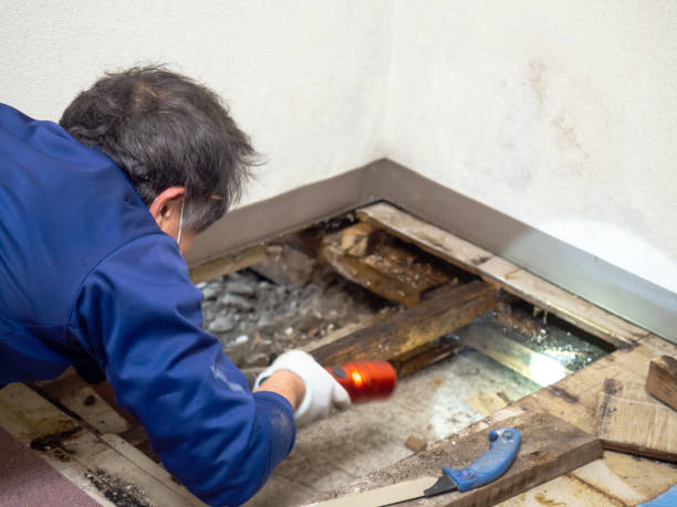 Best Local Mold Removal Service  in Lauderdale, MN