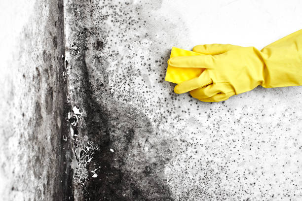Best Crawl Space Mold Removal  in Lauderdale, MN