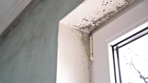 Office Mold Removal Services in Lauderdale, MN