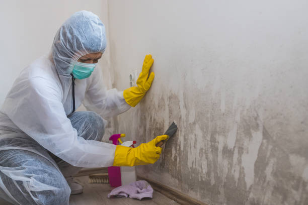 Mold Removal Process in Lauderdale, MN