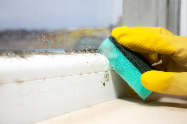 Best Mold Testing  in Lauderdale, MN