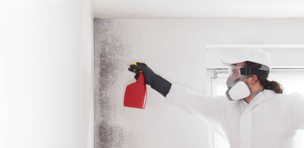 Lauderdale, MN Mold Removal Company