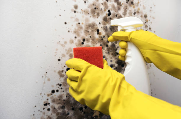 Best Toxic Mold Removal  in Lauderdale, MN