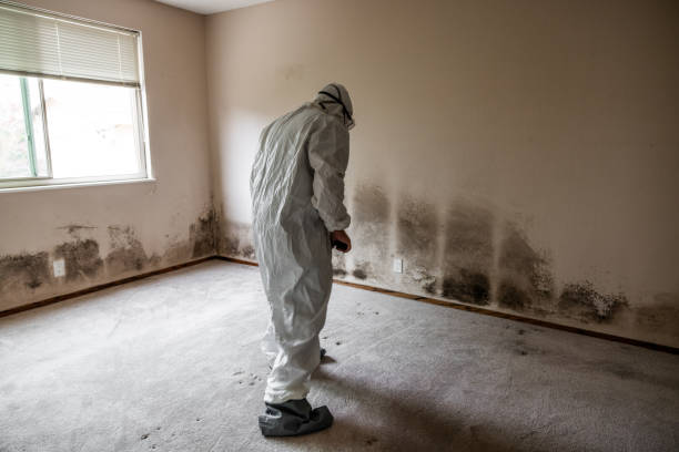 Best Home Mold Removal  in Lauderdale, MN