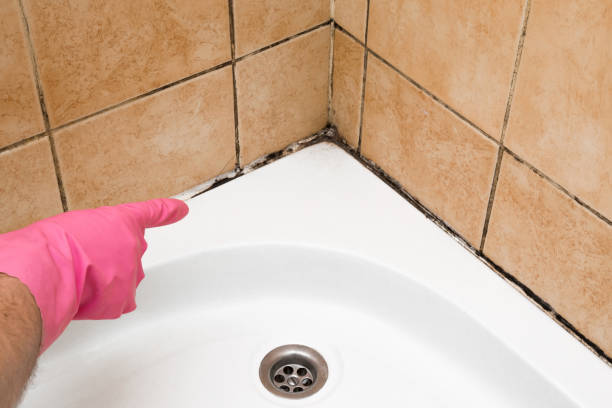 Best Mold Damage Repair  in Lauderdale, MN