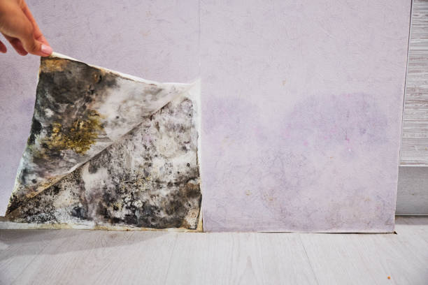 Best Mold Removal Process  in Lauderdale, MN